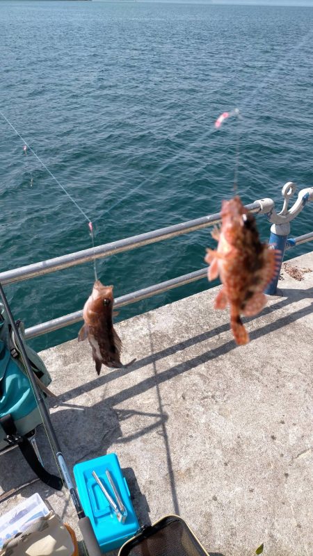 アジはいなかったけど