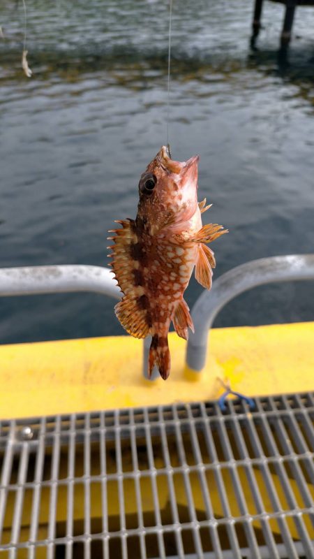 今季のオープン日に行きました