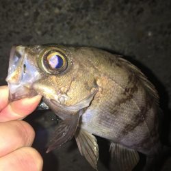 たかたかの釣り日記