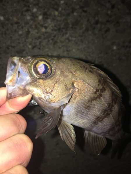 たかたかの釣り日記