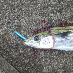 ついに来た❗️サゴシ❗️