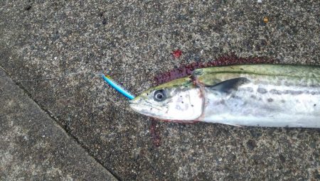 ついに来た❗️サゴシ❗️