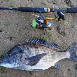 西宮サーフゲームでチヌ