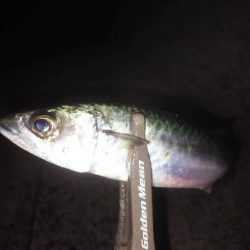 お手軽ジグサビキ