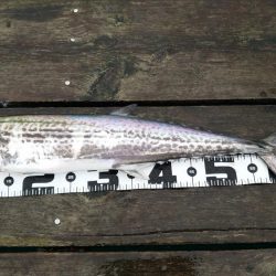 サゴシさんお久し振りです