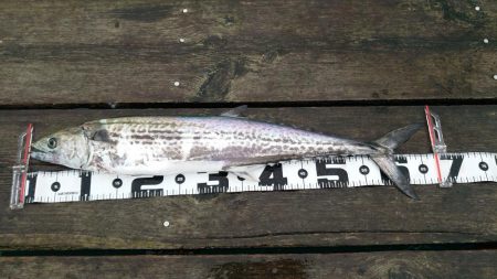 サゴシさんお久し振りです