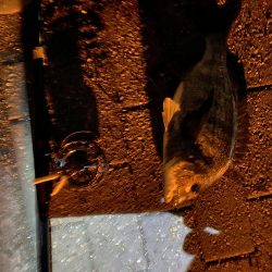 ヘチってきました