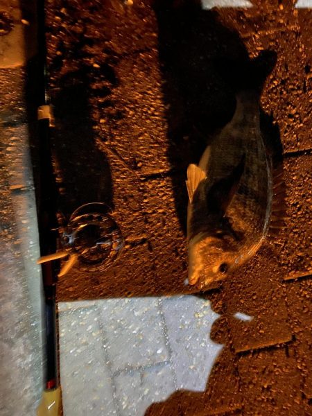 ヘチってきました