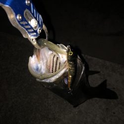 クロキンカラーのミノー