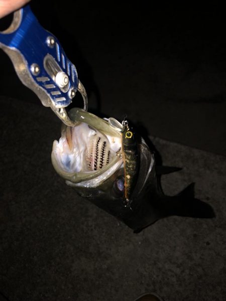 クロキンカラーのミノー