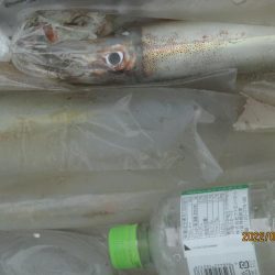 ヤリイカ20～30杯　スルメイカ5杯