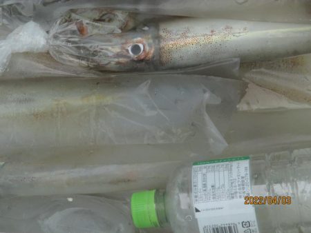 ヤリイカ20～30杯　スルメイカ5杯