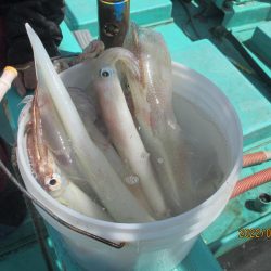 ヤリイカ20～25杯　スルメ6杯