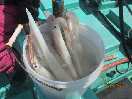 ヤリイカ20～25杯　スルメ6杯