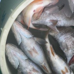 黒ムツ、アジ、根魚釣れたよ(^_-)-☆