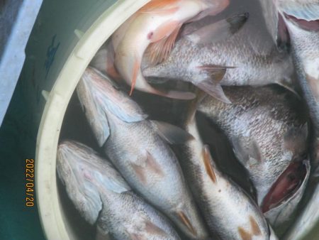 黒ムツ、アジ、根魚釣れたよ(^_-)-☆