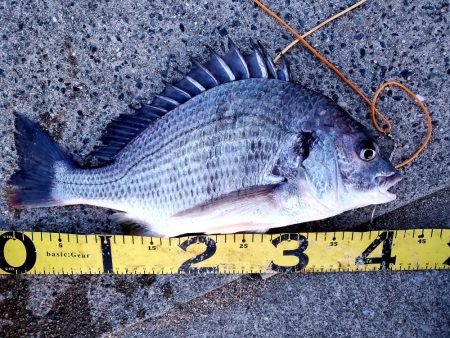 レバーブレーキルアーフィッシング②