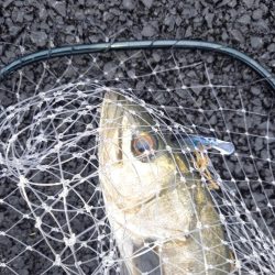 朝の30分パトロールでの釣果