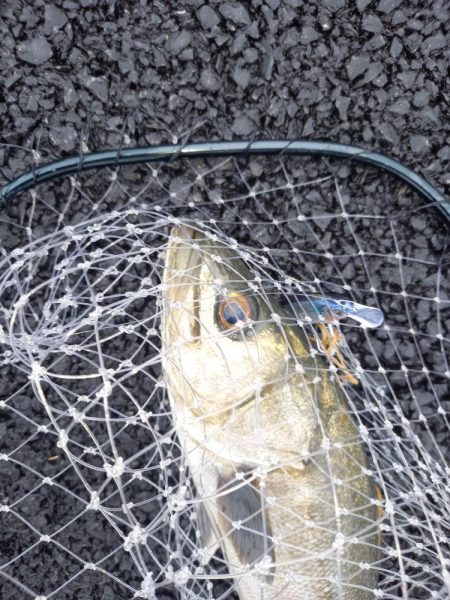 朝の30分パトロールでの釣果