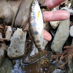 サクラ咲きませんでした