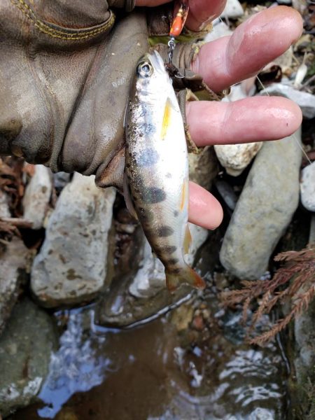 サクラ咲きませんでした