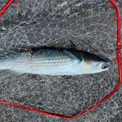 プチsalt water game