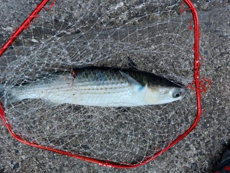 プチsalt water game