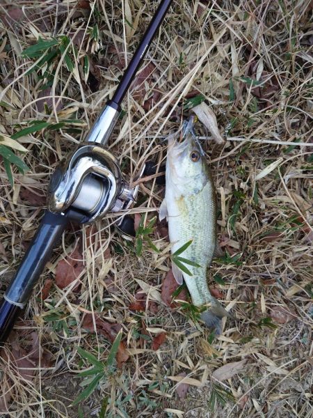 小バス のち グッドサイズ