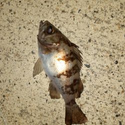 春の夜のメバリング