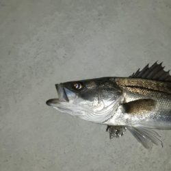 泉大津周辺に！