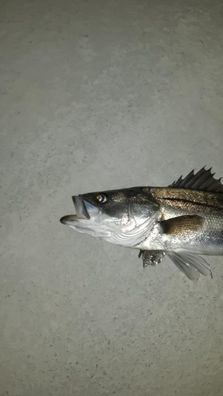 泉大津周辺に！