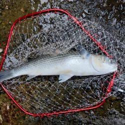 プチsalt water game