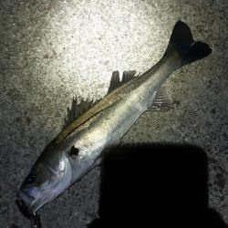 今日も行ってきました！