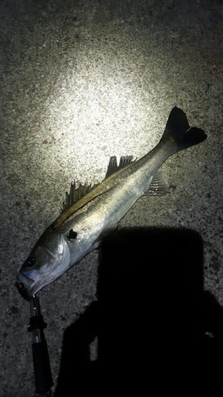 今日も行ってきました！