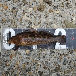 カレイ釣りたかった