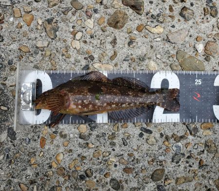 カレイ釣りたかった