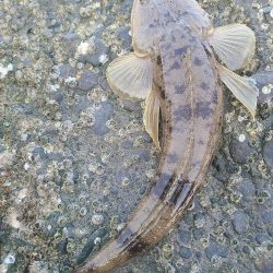 マゴチビとチビレ