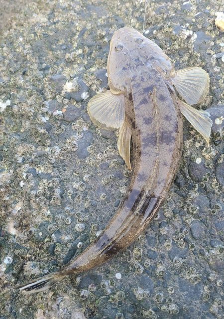 マゴチビとチビレ