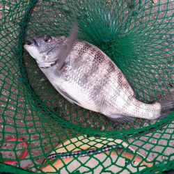 堤防フカセでなんとか1枚