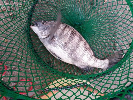 堤防フカセでなんとか1枚