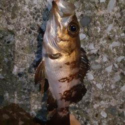 春の快適夜釣り