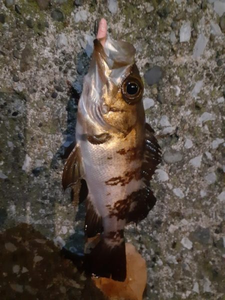 春の快適夜釣り