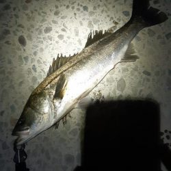 迷いましたが。