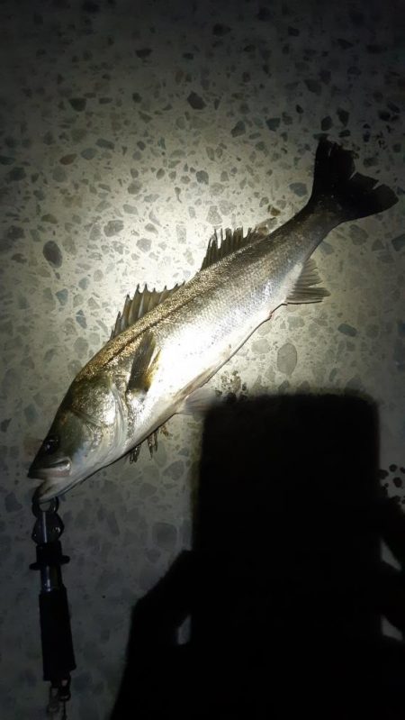 迷いましたが。