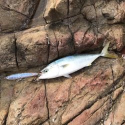 メジロ70cm1匹   ハマチ50-53ｃｍ3匹