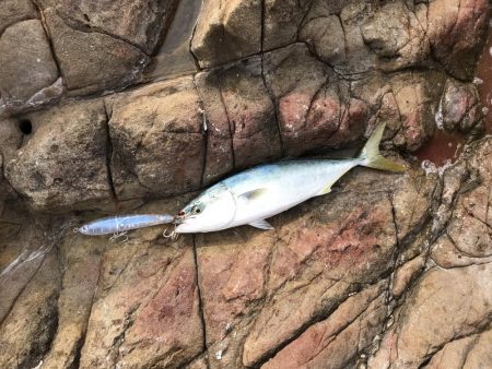 メジロ70cm1匹   ハマチ50-53ｃｍ3匹