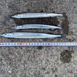 砂上げ場のサヨリ釣り