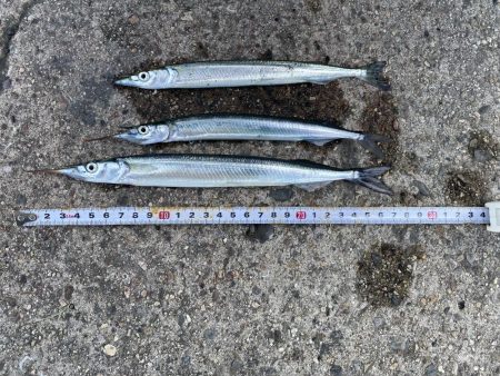 砂上げ場のサヨリ釣り