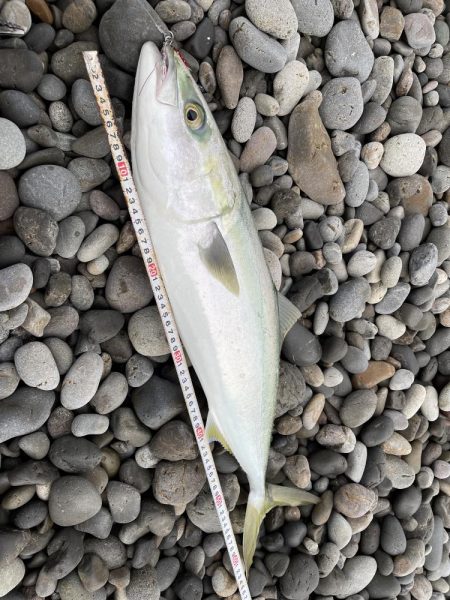 煙樹ヶ浜 ショアジギング 青物 ハマチ メ…