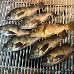 メバル上向いて来てます!